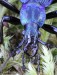 střevlík svraštělý (Brouci), Carabus intricatus intricatus, Carabidae, Carabinae (Coleoptera)